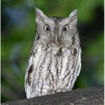 Eastern Screech-Owl in tall thin posture signaling stress due to a raccoon near its nest