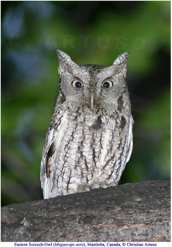 Eastern Screech-Owl in tall thin posture signaling stress due to a raccoon near its nest