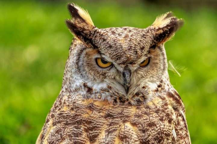 Eurasian eagle-owl with striking orange eyes