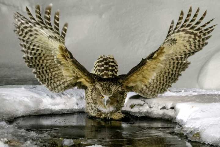 Blakiston's Fish Owl perched on a branch