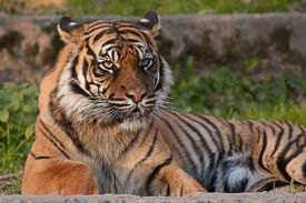 A magnificent Bengal tiger in its natural habitat, highlighting its striped coat and muscular frame.