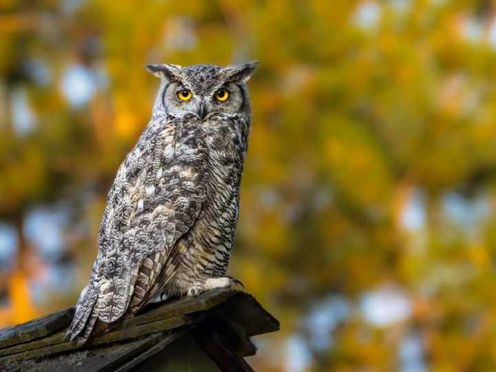 Great Horned Owl perched, displaying ear tufts