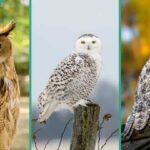 Eurasian eagle-owl (L), Snowy owl (C), Great-horned owl (R) showing size comparison