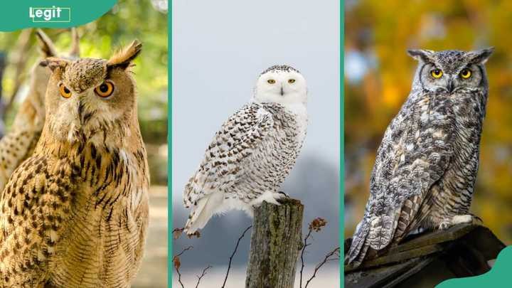 Eurasian eagle-owl (L), Snowy owl (C), Great-horned owl (R) showing size comparison