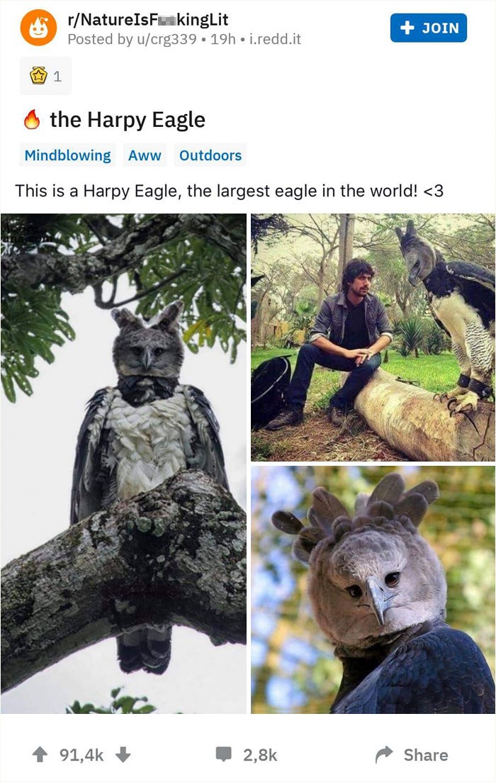 A perched harpy eagle looking directly at the camera, showcasing its large size and intense gaze.