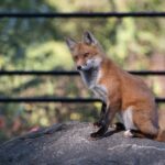 A vibrant red fox with black ears and legs stands alert, showcasing its characteristic bushy tail with a white tip, in its natural habitat. This image highlights key identification features when comparing a red fox to a coyote.