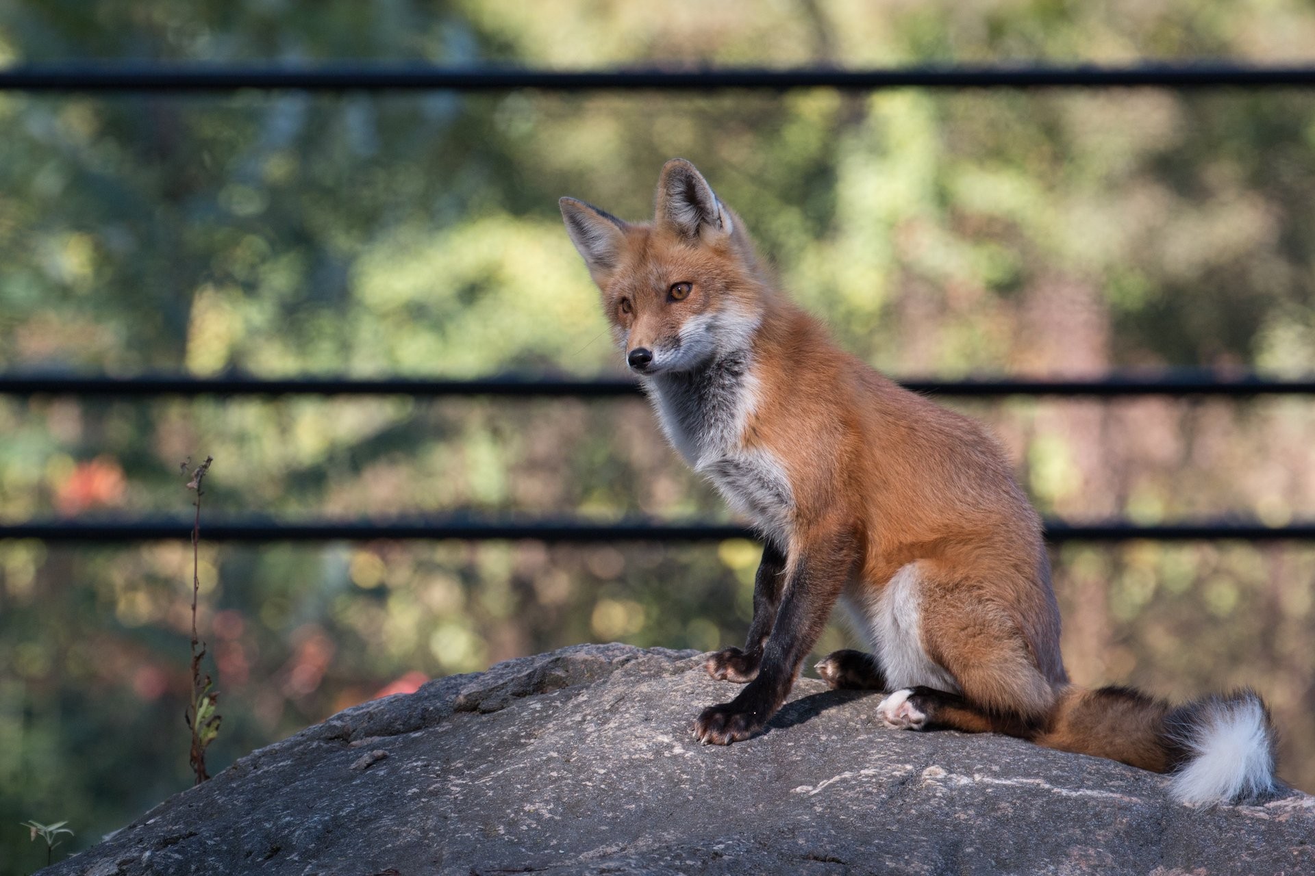 A vibrant red fox with black ears and legs stands alert, showcasing its characteristic bushy tail with a white tip, in its natural habitat. This image highlights key identification features when comparing a red fox to a coyote.