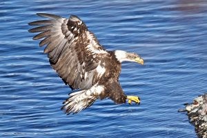 three year old immature bald eagle