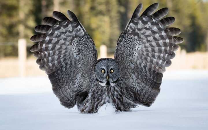 Great Grey Owl in flight, wings spread wide