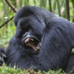 Silverback Gorilla in Nyungwe National Park