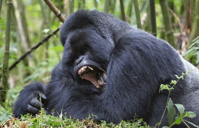 Silverback Gorilla in Nyungwe National Park