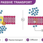 Diagram comparing active and passive transport mechanisms in cells, highlighting energy requirement and concentration gradient direction for each process.