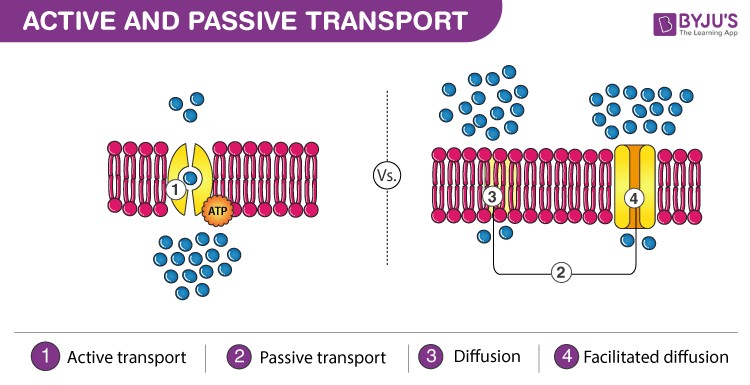 Cell-membrane-showing-active-and-passive-transport