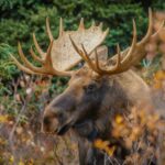 Large Alaska bull moose in Denali National Park, showcasing its impressive size