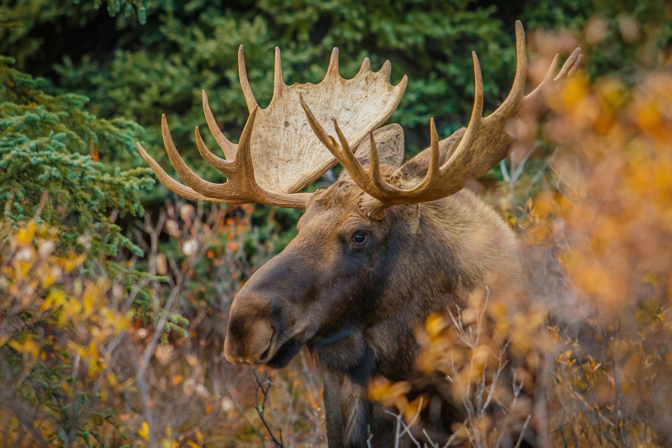 An Alaska bull moose standing in Denali National Park, Alaska, showcasing its massive size in its natural habitat.