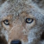 A close-up of a coyote