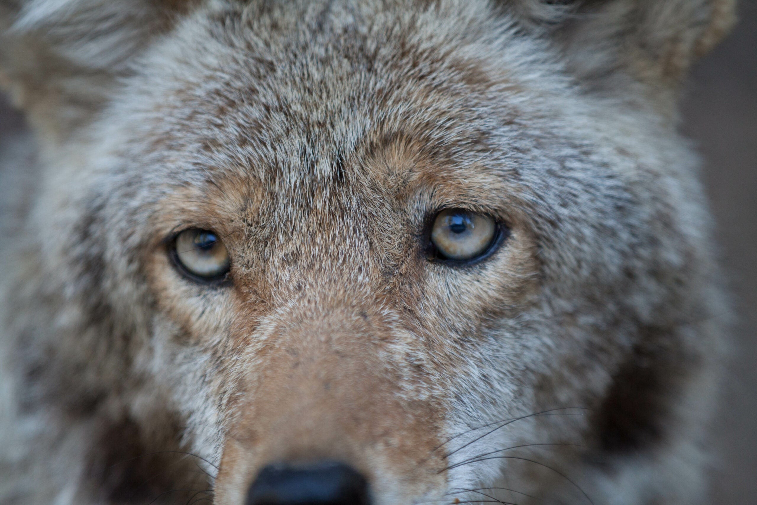 A close-up of a coyote