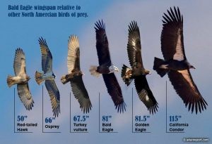 bald eagle wingspan versus birds of prey