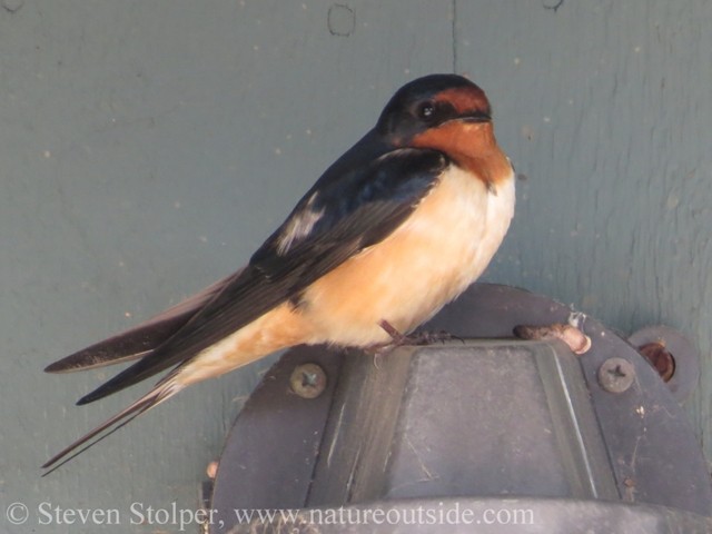 Barn Swallow (Hirundo rustica)