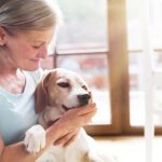 Senior beagle with owner holding a treat, illustrating the bond between humans and aging dogs.