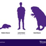 Side-by-side comparison of the modern beaver, Justin Bieber, and the giant beaver, illustrating Canada's history and the scale of these animals.