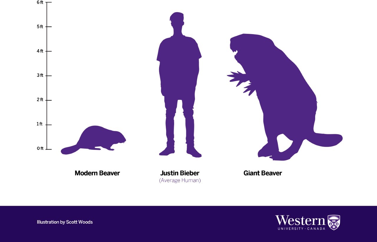 Side-by-side comparison of the modern beaver, Justin Bieber, and the giant beaver, illustrating Canada's history and the scale of these animals.