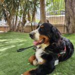 Bernese Mountain Dog full grown compared to human height