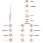 Mitosis vs Meiosis: A visual comparison of cell division processes. Mitosis results in two identical daughter cells, while meiosis produces four genetically diverse cells for sexual reproduction.