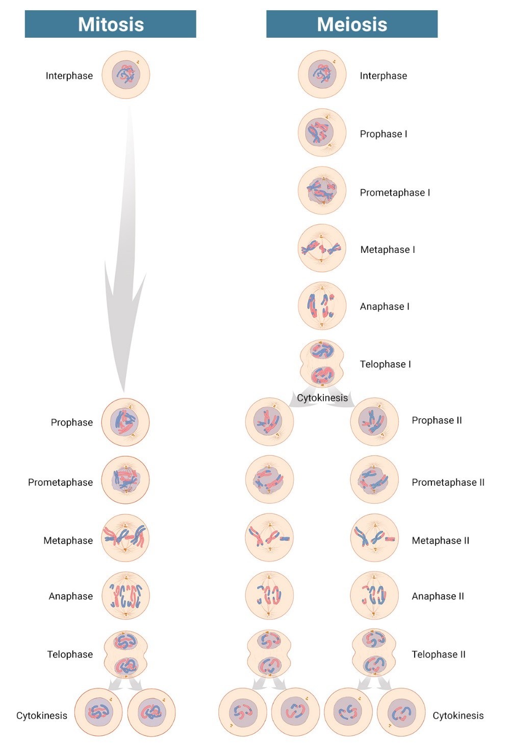 Mitosis vs Meiosis: A visual comparison of cell division processes. Mitosis results in two identical daughter cells, while meiosis produces four genetically diverse cells for sexual reproduction.