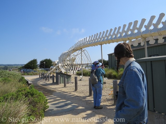 Blue whale skeleton