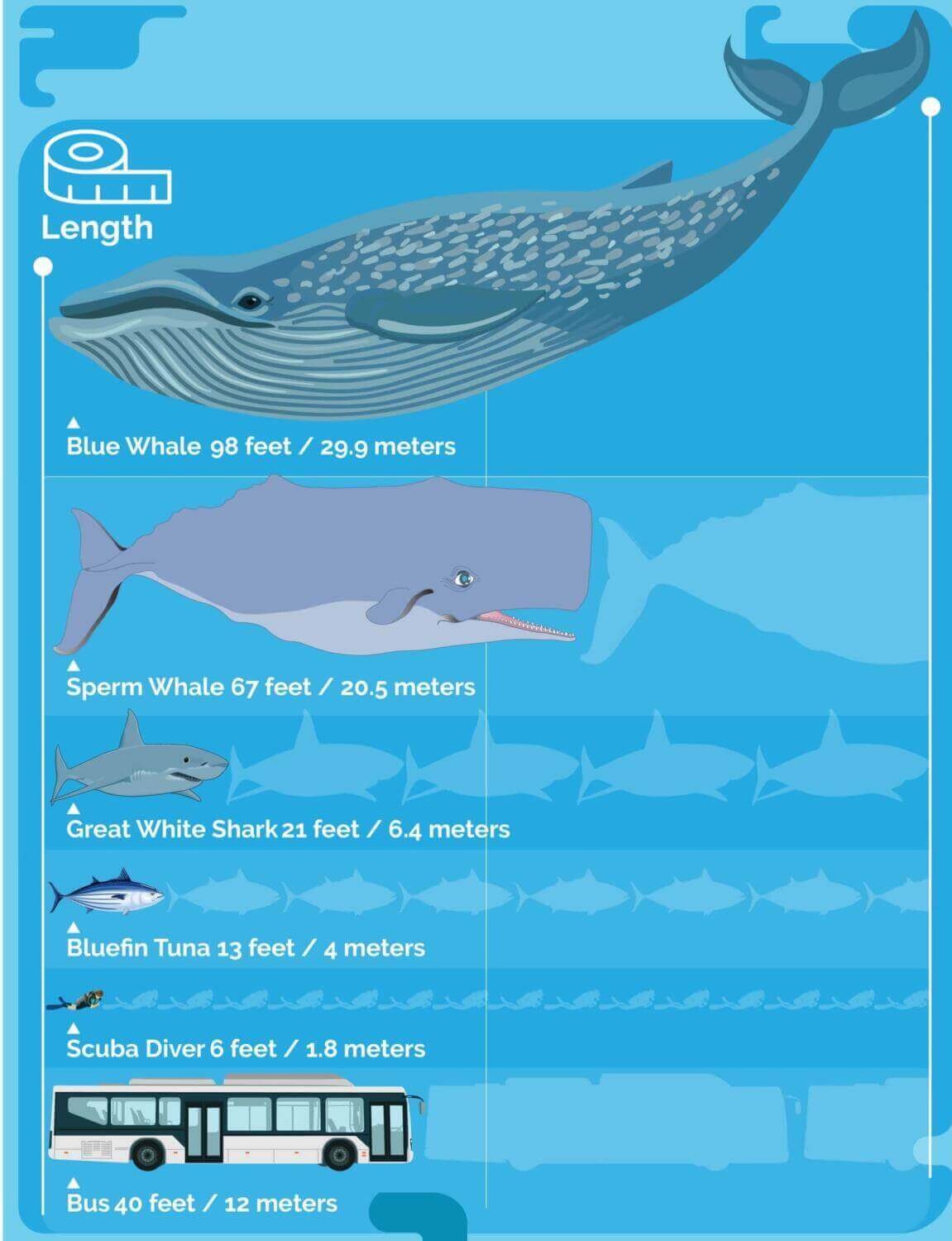 Blue whale length comparison to a school bus and human for size comparison