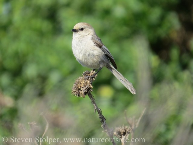 Bushtit