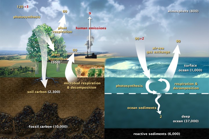 Draft diagram of the carbon cycle.