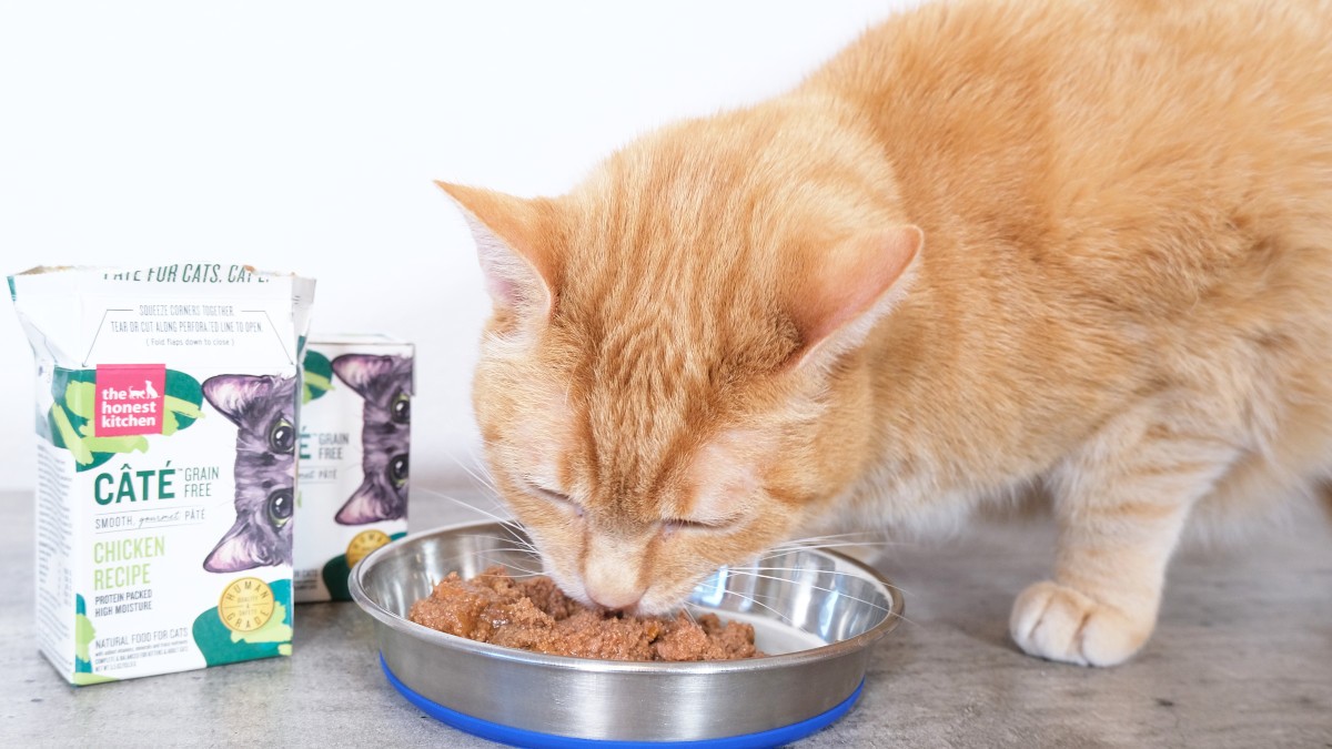 Cat Food Category Image