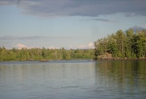 typical bald eagle habitat