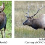 Bull moose versus bull elk