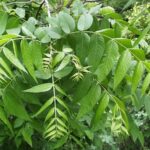 Comparison of pecan and black walnut leaves and nuts, highlighting the differences in shape and size of both the nuts and leaflets.