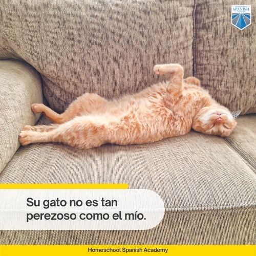 Su gato no es tan perezoso como el mío.