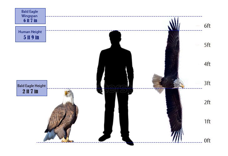 Bald Eagle Wingspan Compared to Human Height