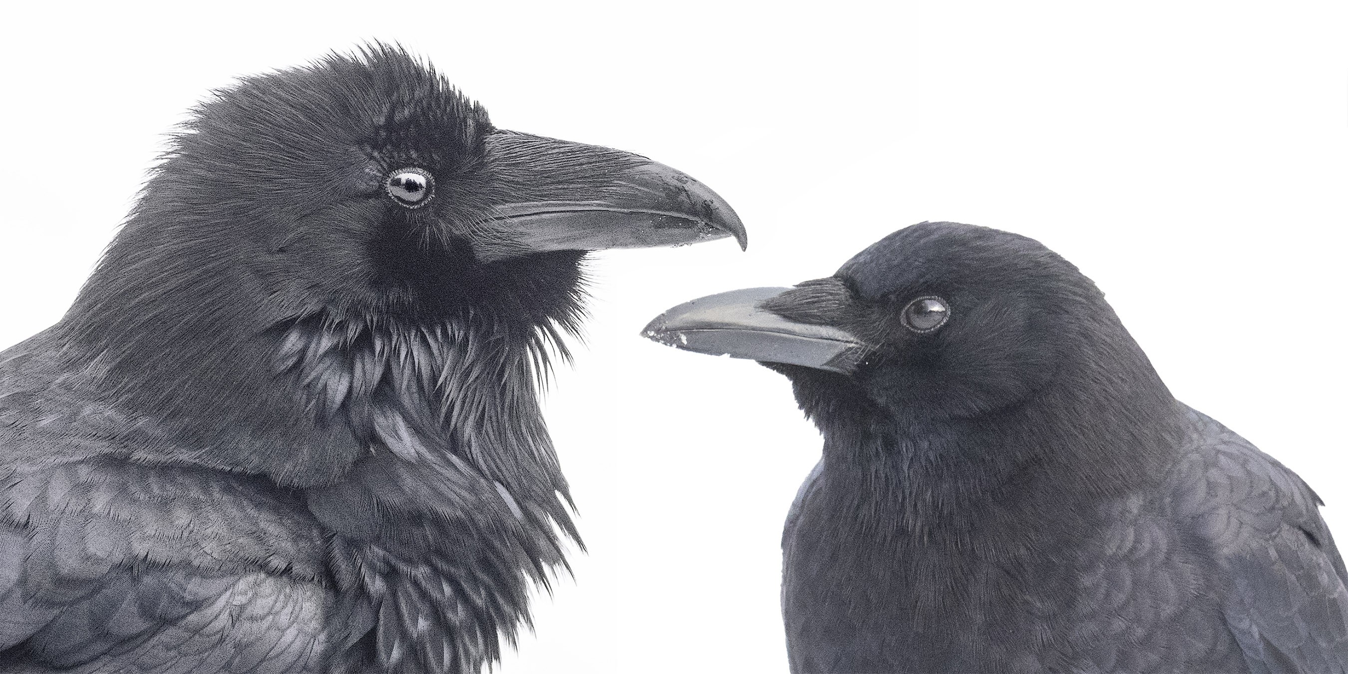 Head and shoulders profile comparison photograph of a raven on the left and a crow on the right