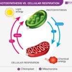 Diagram illustrating the relationship between Photosynthesis and Cellular Respiration, showing inputs and outputs of each process.