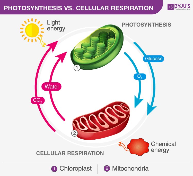 Table comparing photosynthesis and cellular respiration, highlighting differences in location, reactants, products, and process type.