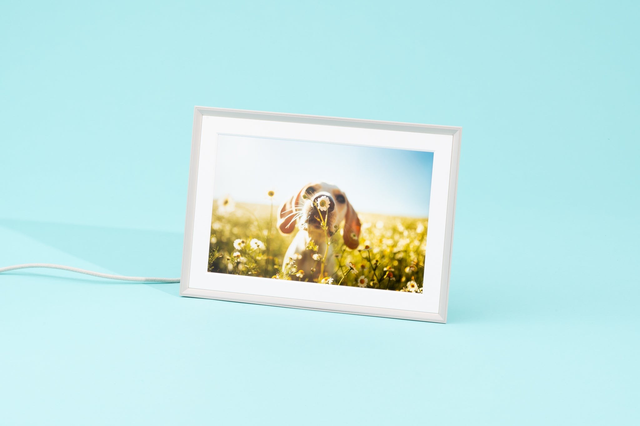 The Aura Carver digital photo frame displaying a dog smelling a flower in a field, showcasing its vivid display quality.