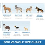 Dog_vs_Wolf_Size_Chart