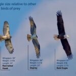 Bald Eagle, Osprey, and Red-tailed Hawk Size Comparison