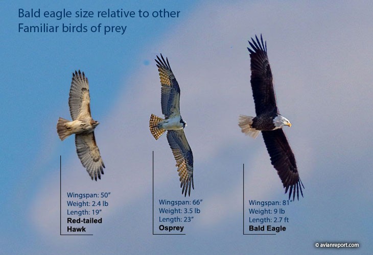 Bald Eagle, Osprey, and Red-tailed Hawk Size Comparison