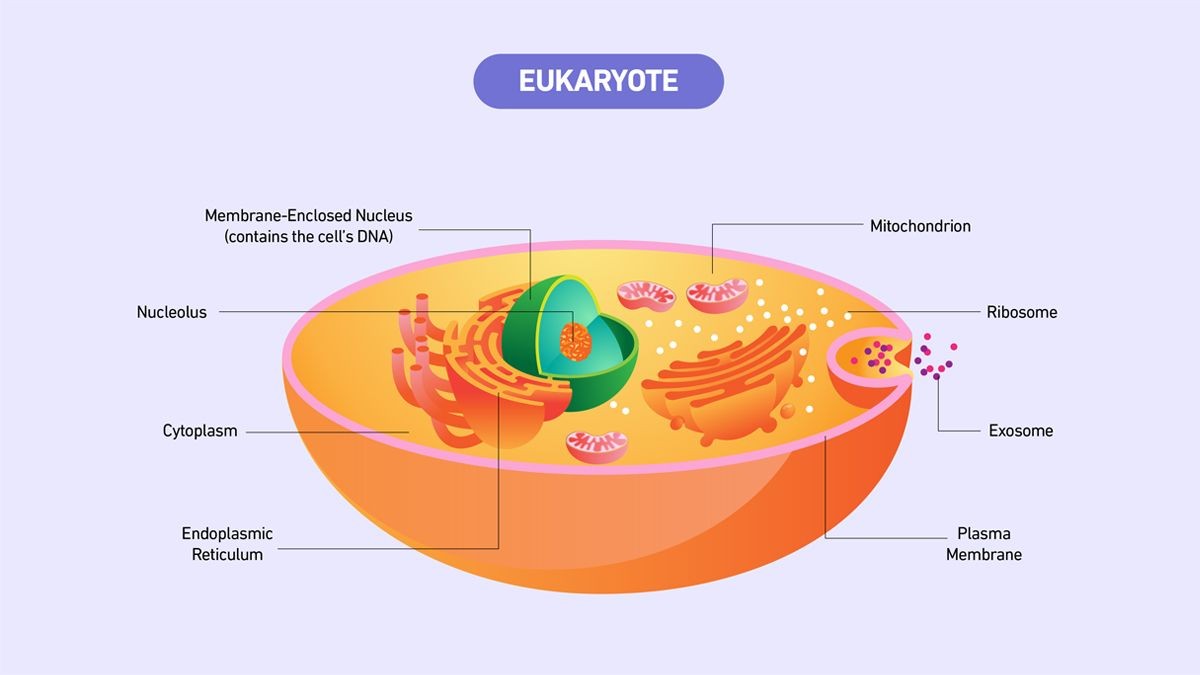 Diagram of a eukaryotic cell highlighting labeled organelles such as the nucleus, mitochondrion, and endoplasmic reticulum, showcasing the internal compartmentalization.