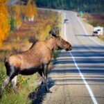 A large moose standing in a wooded area, showcasing its size compared to the trees around it.