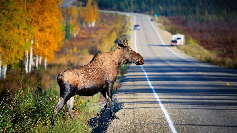 A large moose standing in a wooded area, showcasing its size compared to the trees around it.