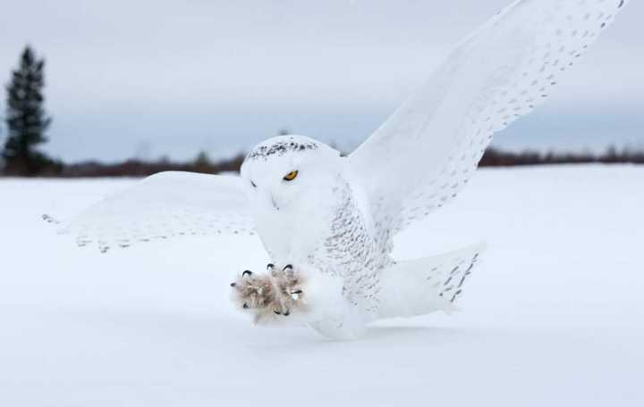 Snowy Owl landing in a snowy environment